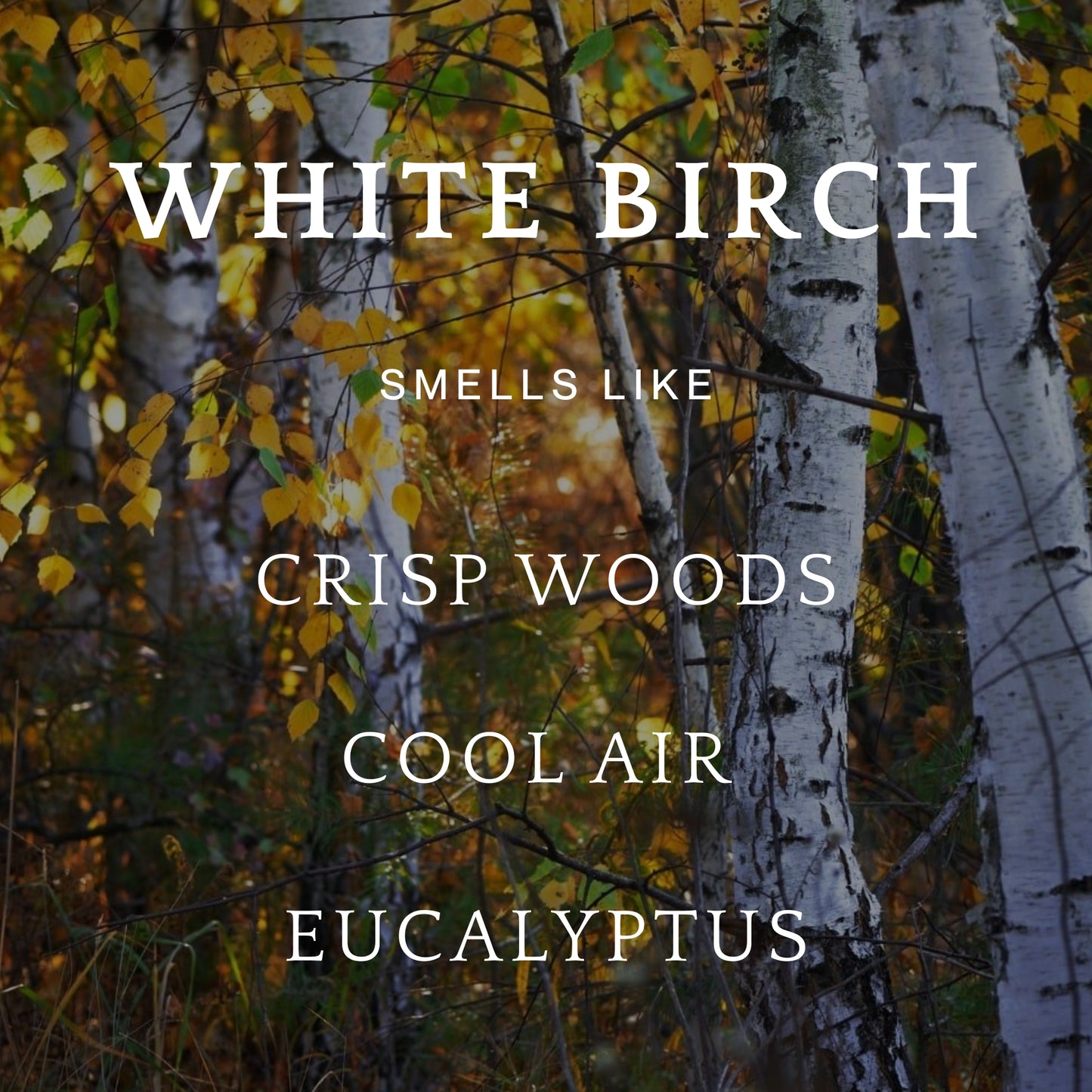 White Birch