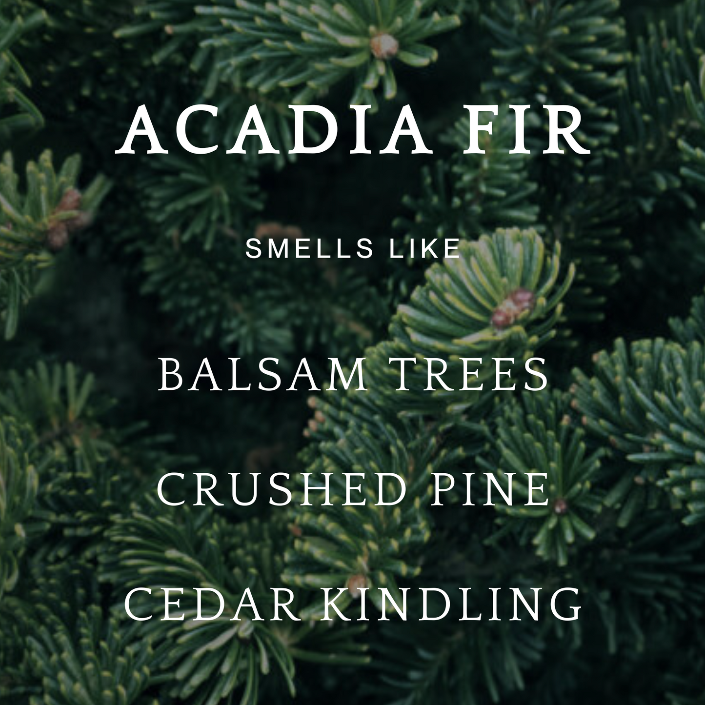 Acadia Fir