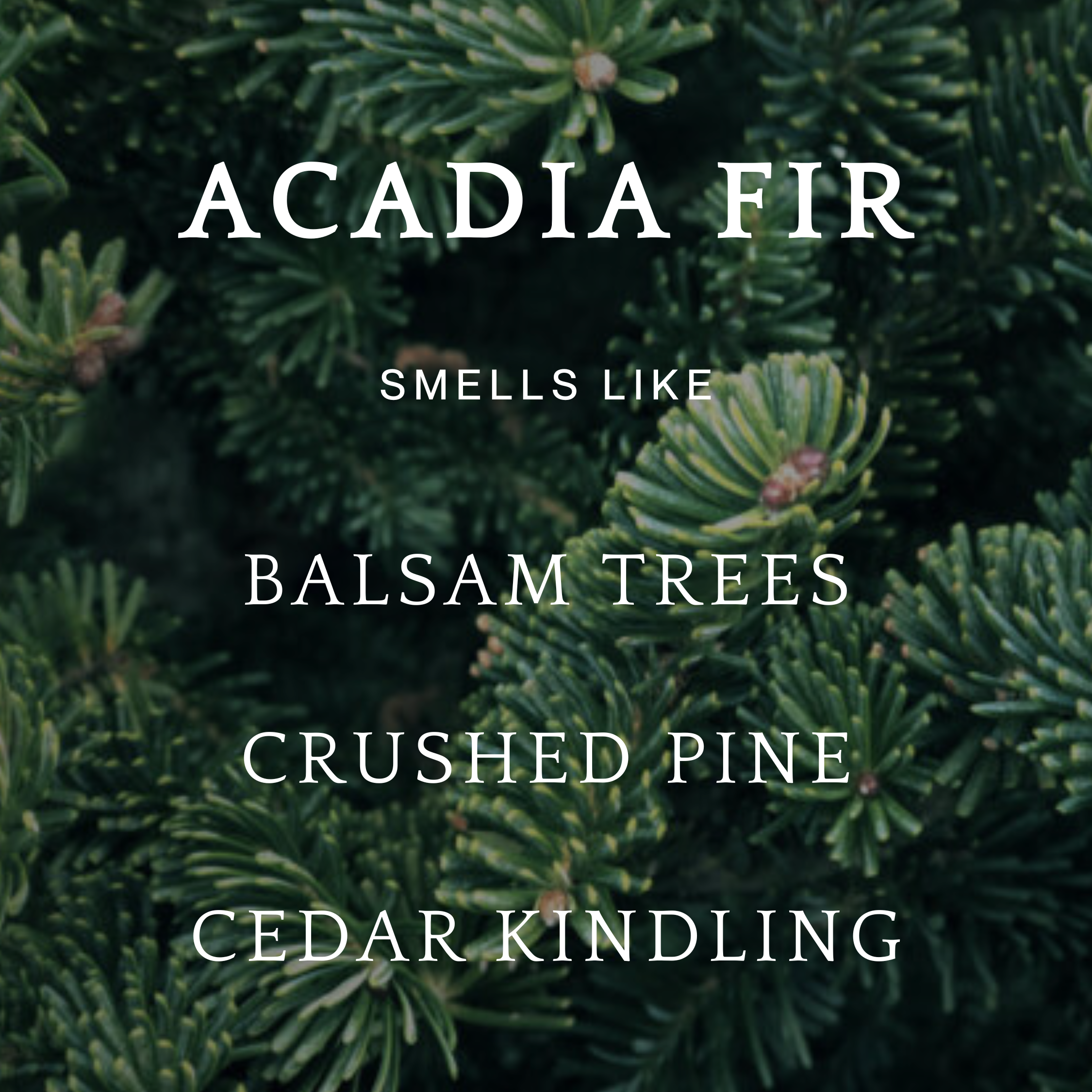 Acadia Fir